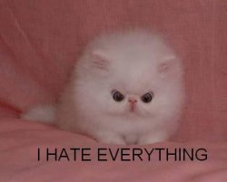 hatecatrk9.jpg