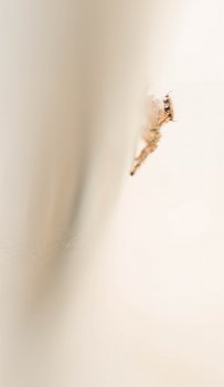 28678474105_780c199a6d_o.jpg 28678474105_780c199a6d_o.jpg