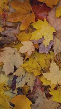 IMG_4276.JPG