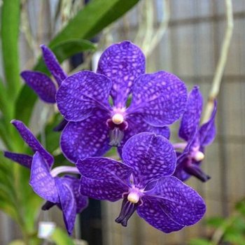Blue moth orchid.jpg