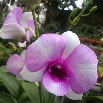Moth pink orchid.jpg