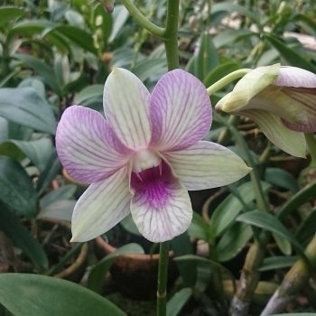 Pink orchid.jpg