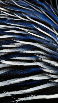 Feathers.jpg