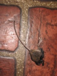 IMG_0720.jpg