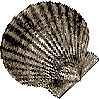 shell.gif