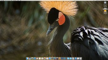 Black Crowned Crane.jpg