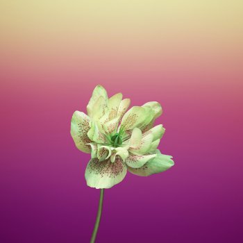ios_11_gm_wallpaper_flower_helleborus.jpg