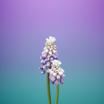 ios_11_gm_wallpaper_flower_muscari.jpg