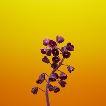 ios_11_gm_wallpaper_flower_fritillaria.jpg