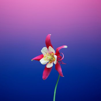 ios_11_gm_wallpaper_flower_aquilegia.jpg