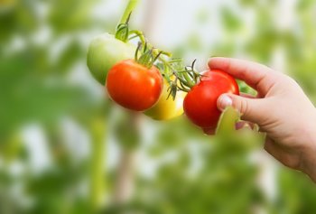 getty_rm_photo_of_picking_tomatoes_blur.jpg