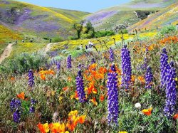 Springtime-near-Gorman-CA333.jpg