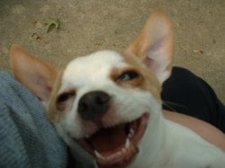 bruiserlaugh.JPG
