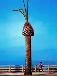 TreeSantaMonica.jpg