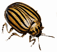bug22.gif