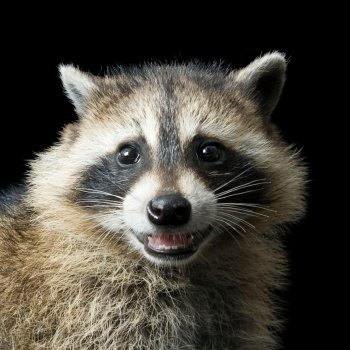 raccoon_thumb.ngsversion.1485815402351.adapt.1900.1.JPG