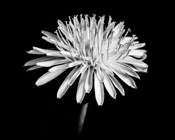 42001917482_984c367e67_h 222.jpg