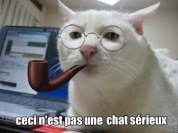chat serieux.jpg