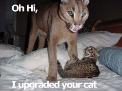 upgradedcatcc6.jpg