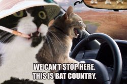 cat-batcountry.jpg