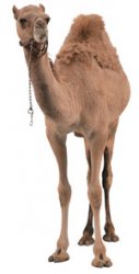 camel.jpg