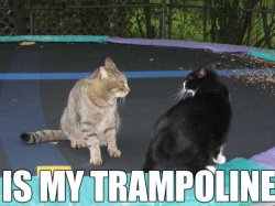 trampolinemb8.jpg