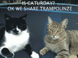Oreo-and-Viktor-Caturday.gif