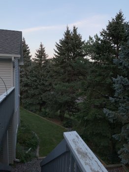 coniferXsmax.JPG