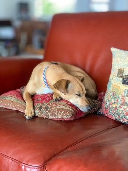 IMG_0074.jpeg