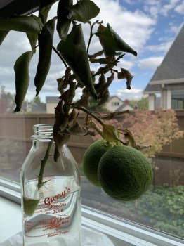 43B02442-9E0E-4175-9FD8-A737D5A15C32.jpeg