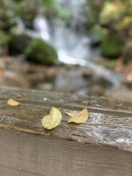 F8CF02A6-1556-45F3-A3DB-D18E28DA1A04.jpeg