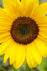 Flower iPod 2.jpg