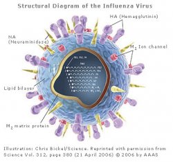 diagram_virus_thumb.jpg
