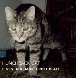 hunchback cat.jpg