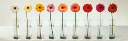 ARV-076~Gerbera-Spectrum-Posters.jpg