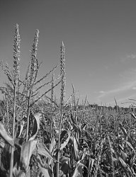 IMG_0377.JPG