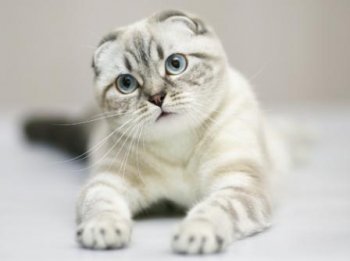 scottish-fold-cat-photo-5.jpg