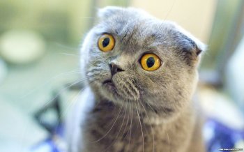 surprised-scottish-fold-photo.jpg