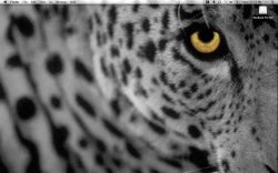 Leopard.jpg