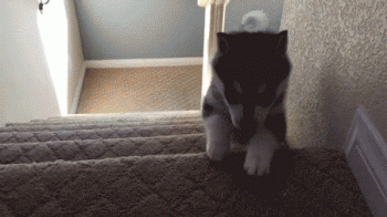 987EC37E-11D1-4D69-BAB9-E241562BBF71.gif