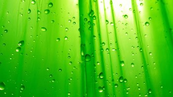 GreenRainLeaf.jpg