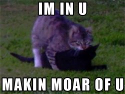 catsecks.jpg