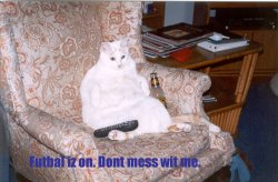 caturday.jpg
