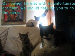 3cats46.jpg