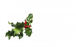 holly.jpg