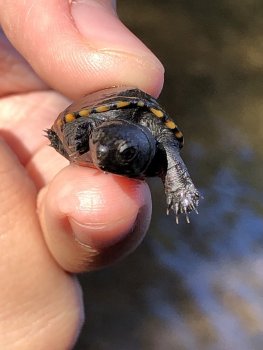 %+ToV0tuSgulzcIFWijIUw.jpg %+ToV0tuSgulzcIFWijIUw.jpg