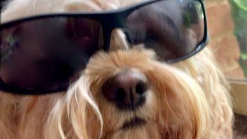 Screen Shot 2019-11-01 at 7.05.27 am (2).jpg