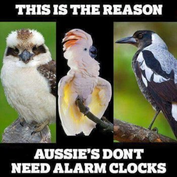 Bird Alarm.jpg