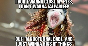 Steve Tyler Possum.jpg