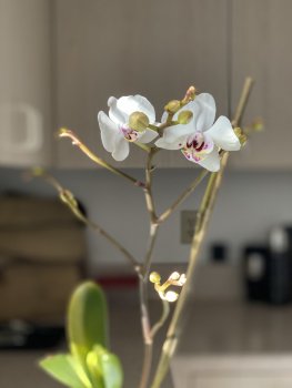 IMG_0791.jpeg